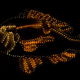 Wall Fish - Birkenhead Boothengelklub - Xplorio™ Gansbaai 