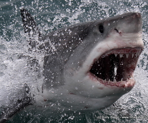 Daily Blog: 09 June 2021 | Incredible Sightings 