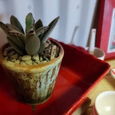 Plant - Lili & Co - Xplorio™ Kleinmond