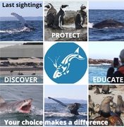 15 June 2021: Next Dyer Island Marine Big 5 Trip