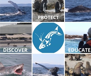 15 June 2021: Next Dyer Island Marine Big 5 Trip