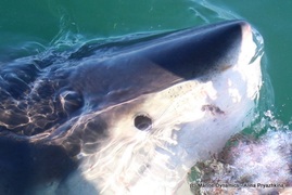 Daily Blog: 14 June 2021 | Shark Cage Diving in South Africa