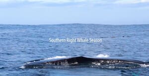 18 June 2021: Next Dyer Island Marine Big 5 Trip