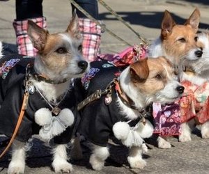 Whale Dog Treats - Gansbaai Daily News