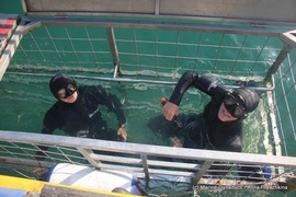 Daily Blog: 20 June 2021 | Shark Cage Diving in South Africa