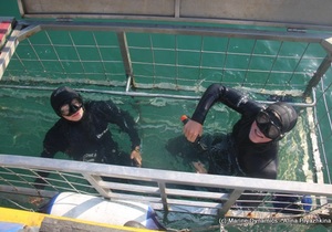 Daily Blog: 20 June 2021 | Shark Cage Diving in South Africa