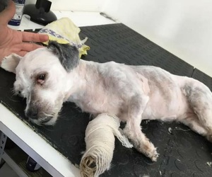 SUSSIE, A STORY OF NEGLECT WITH A HAPPY END