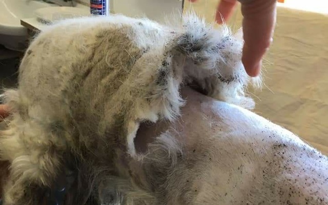 WhatsApp_Image_2021_06_23_at_11.36.45_1624441165