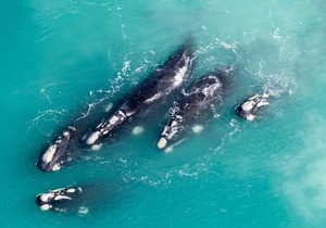 Explore the Southernmost Towns in Africa this Winter