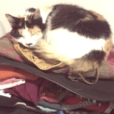 Pet sitter  - Astro dream time in De Kelders - Grace House and Pet Sitting - Xplorio™ Gansbaai