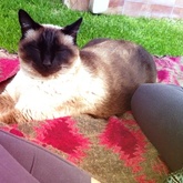 Pet Sitter - Kattie enjoying winter sun in Franskraal - Grace House and Pet Sitting - Xplorio™ Gansbaai