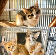 Adorable kittens looking for loving homes!