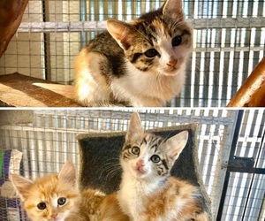 Adorable kittens looking for loving homes!