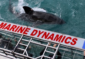 Next Marine Dynamics Shark Cage Diving Trip: 6 July 2021