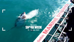 Shark Week: 11 - 18 July 2021