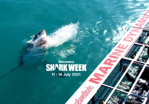Shark Week: 11 - 18 July 2021