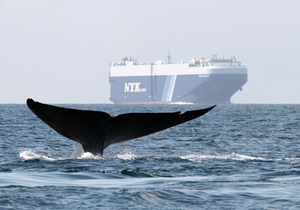 Changes for Whales - Gansbaai Daily News