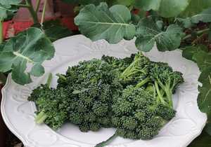 Rosemary's Organic Herb Garden