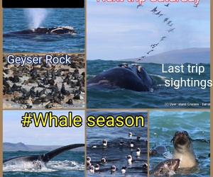 Next Dyer Island Marine Big 5 Tours: 17 + 18 July 2021