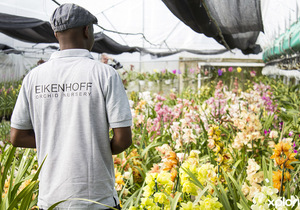 Orchid Potting & Care Workshop