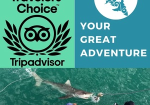 Next Marine Dynamics Shark Cage Diving Trip: 23 July 2021