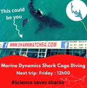 Next Marine Dynamics Shark Cage Diving Trip: 30 July 2021