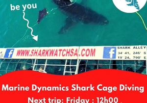 Next Marine Dynamics Shark Cage Diving Trip: 30 July 2021