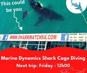 Next Marine Dynamics Shark Cage Diving Trip: 30 July 2021