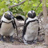 Dyer Island Conservation Trust - Xplorio™ Gansbaai 