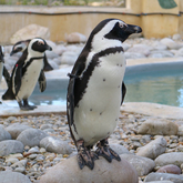 African Penguin & Seabird Sanctuary - Xplorio™ Gansbaai 