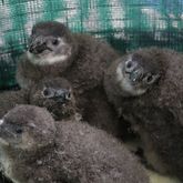 African Penguin & Seabird Sanctuary - Xplorio™ Gansbaai 