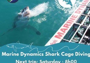 Next Marine Dynamics Shark Cage Diving Trip: 31 July 2021