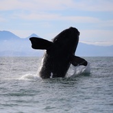 The Whale Unit - Xplorio™ Hermanus