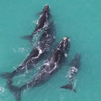 The Whale Unit - Xplorio™ Hermanus