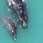 Granny - The Whale Unit - Xplorio™ Hermanus