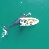 The Whale Unit - Xplorio™ Hermanus