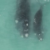 Maggie - The Whale Unit - Xplorio™ Hermanus