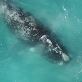 Blanca - The Whale Unit - Xplorio™ Hermanus