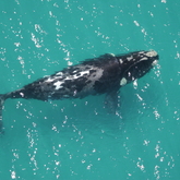 Thembe - The Whale Unit - Xplorio™ Hermanus