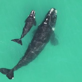 Fluke - The Whale Unit - Xplorio™ Hermanus