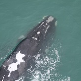 Emma - The Whale Unit - Xplorio™ Hermanus