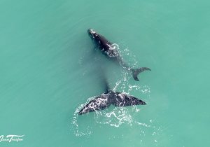 Jean Tresfon's Southern Right Whale Sightings Report