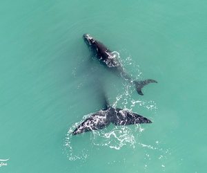 Jean Tresfon's Southern Right Whale Sightings Report