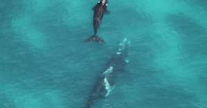 First Aerial Survey to Count Southern Right Whales between Hawston and Witsand