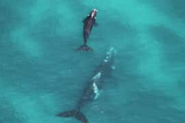 First Aerial Survey to Count Southern Right Whales between Hawston and Witsand
