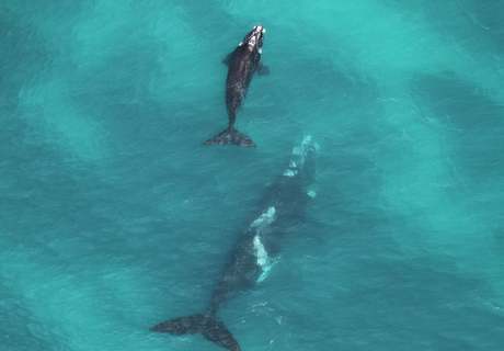 First Aerial Survey to Count Southern Right Whales between Hawston and Witsand