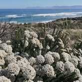 Hiking along the coast, fynbos blooming abundantly - Amazing Grace B&B - Xplorio™ Gansbaai