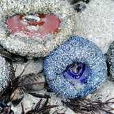 Hiking along the beach at Walker Bay during low tide reveals the oceans secrets - Amazing Grace B&B - Xplorio™ Gansbaai