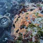 Hiking along the beach at Walker Bay during low tide reveals the oceans secrets - Amazing Grace B&B - Xplorio™ Gansbaai