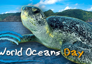 Protect Our Oceans - Gansbaai Weekly Inspiration